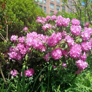 Meet your Posher, Jaclyn rose